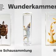 Sammlungsobjekte in der Wunderkammer