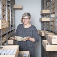 Typusmaterial: Der exklusivste Teil der paläontologischen Sammlung! NMBE Ursula Menkveld 2586