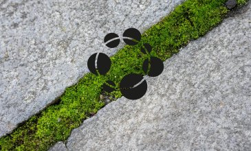 A green strip of moss crammed between concrete with our Planetopia logo.
