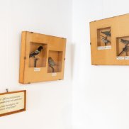 Mit die ersten Objekte der Sammlung: präparierte Vögel. Ausgestopfte heimische Vögel gehören zu den Anfängen der Museumssammlung.