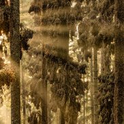 Sonderausstellung: Europäischer Naturfotograf des Jahres 2024 Europäischer Naturfotograf Wald