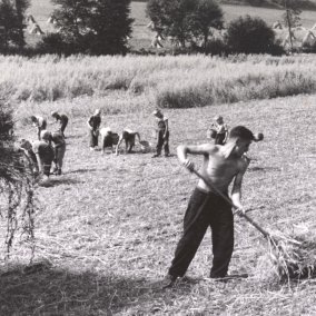 Work in the field, Schillingsrain school home, Liestal, between 1943-1957