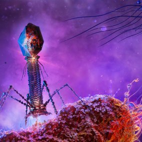 Phage therapy - medicine goes viral