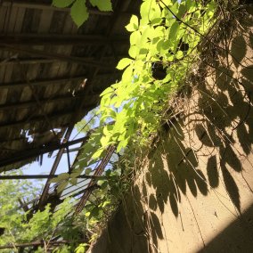 Natur und Industriebrache