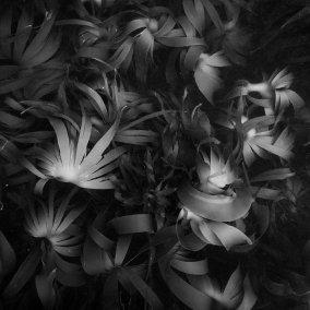 Photo showing underwater plants