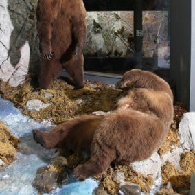 Musée d'histoire naturelle Wildlife 