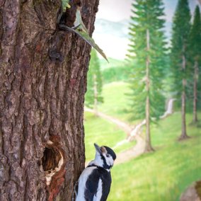 © Alle Rechte vorbehalten Wald - Land - Fluss