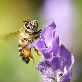 Fotocredit: Pexels/Jean van der Meulen Eine Biene fliegt neben einer lilafarbenen Blüte.
