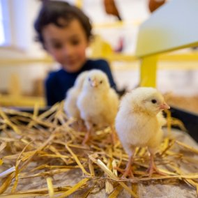 Zwei Küken, auf Stroh stehend, im Hintergrund ist ein Kind zu sehen 