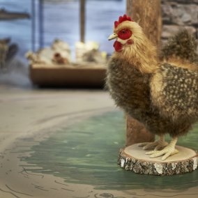 Archäologisches Museum Colombischlössle