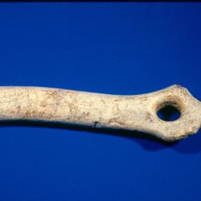 Neues aus dem Archäo-Labor - Archäologisches Museum Colombischlössle Neues aus dem Archäo-Labor - Archäologisches Museum Colombischlössle