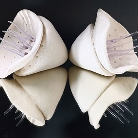 PFAFFMANN_Glas_Anemone.2024.