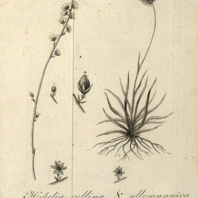 GmelinFloraII-TabI: Gmelin, Flora Bad. Bd. 2 - die von Gmelin nach Hebel benannte Simsenlilie