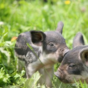 Junge Wollschweine im Tierpark