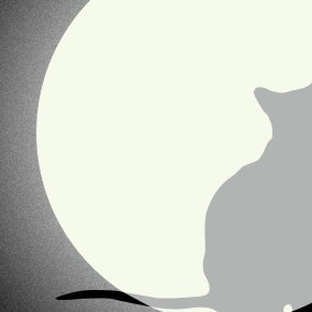 Katze