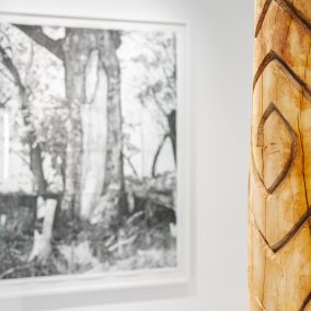 Dhulu, Baumstamm der Kamilaroi Gemeinschaft der Aboriginies