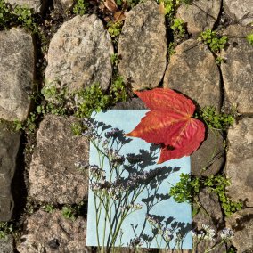 Rotes Blatt und Pflänzchen auf Papier Rotes Blatt und Pflänzchen auf Papier