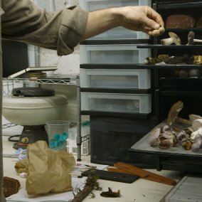 unterschiedliche Pilze liegen zum Trocknen bereit, daneben eine Hand, die einen Pilz hält. Bild aus dem Film von Marion Neuman "The Mashroom speaks"