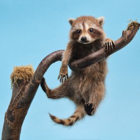 Waschbären sind Mamakinder: Die Mütter tragen sie drei Monate im Bauch und stillen sie sechs Monate lang. Waschbär, Jungtier, Naturkundliche Sammlung Liechtenstein. (c) Tristesse