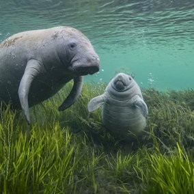 Wildlife Photographer of the Year 2023 (c) Max Waugh