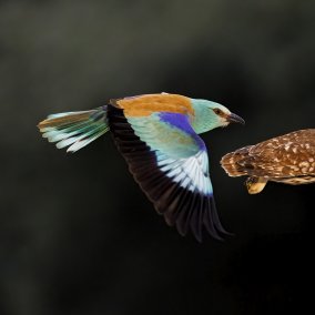 Besucher betrachtet eine Unterwasser-Naturfotografie (c) Sara Barth