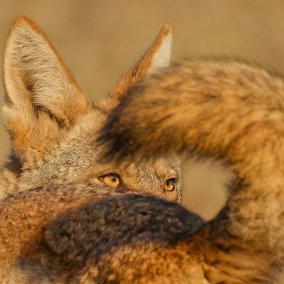 Besucher betrachtet eine Unterwasser-Naturfotografie (c) Sara Barth