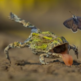 Fotografie von Wildlife Photographer of the Year 2018 (c) Qing Lin