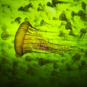 Qualle in grünem Wasser (c) Ralph Pace, Wildlife Photographer of the Year