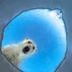 Audun Rikardsen, Wildlife Photographer of the Year