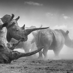 Federico Veronesi, Wildlife Photographer of the Year