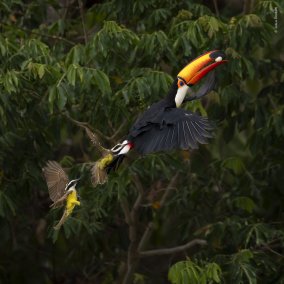 Julius Dadalti, Wildlife Photographer of the Year