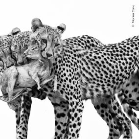 Marina Cano, Wildlife Photographer of the Year
