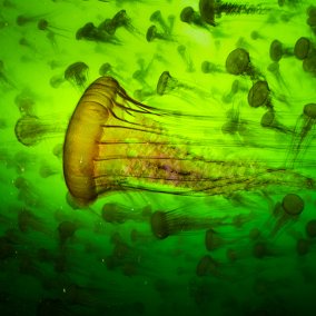 Qualle (c) Ralph Pace, Wildlife Photographer of the Year