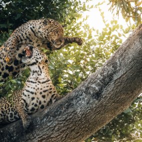 Zenya Lepper, Wildlife Photographer of the Year