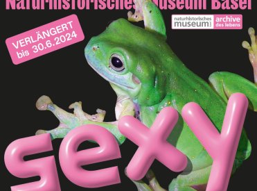 Sitzender Frosch, dazu der Ausstellungstitel "SEXY - Triebfeder des Lebens" verlängert bis 30.6.2024 im Naturhistorischen Museum Basel