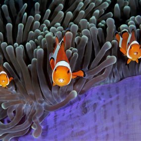 Fotografie von Wildlife Photographer of the Year 2018 (c) Qing Lin