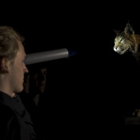 Mann beleuchtet mit Taschenlampe ein Luchspräparat im Artenkabinett, der Dunkelkammer in der Ausstellung Wildes Baselbiet. Tieren und Pflanzen auf der Spur