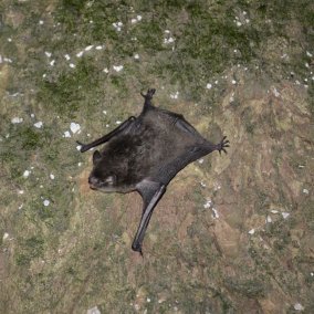 Eine Fledermaus ein Baumrinde