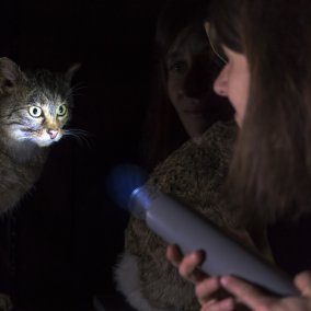 Eine Frau leuchtet mit einer Taschenlampe auf eine Katze.