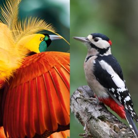 Der Buntspecht und der Paradiesvogel