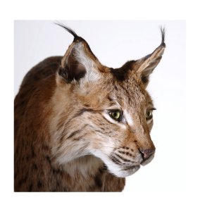 Eurasischer Luchs