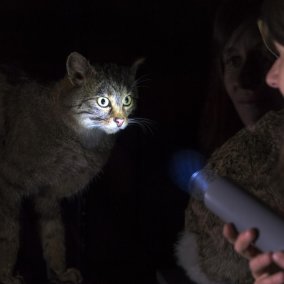 Theaterführung: Tierische Signale. Leuchtkäfer, Wildkatze und Waldkauz