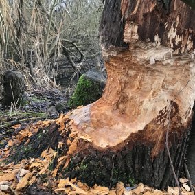 Baum, welcher von einem Biber sehr stark angenagt wurde