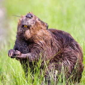 in einer Wiese sitzt ein Biber aufrecht und schaut in die Kamera