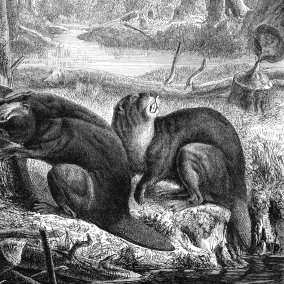 zwei Biber im Wald am Wasser, der eine nagt an einem Baumstamm