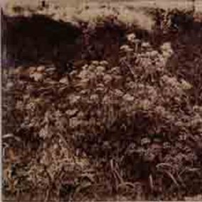 Eugène Atget: Wiesenblumen, Albuminabzug um 1910 Eugène Atget: Wiesenblumen, Albuminabzug um 1910