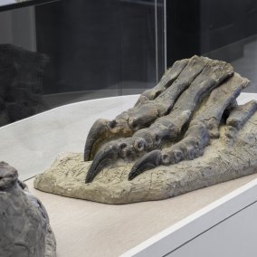 Fuss des Plateosauriers aus dem Sauriermuseum Frick, Foto: Studio Stucky