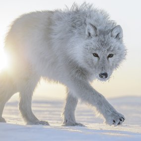 Loup arctique, Ellesmere Island, Nunavut, Canada. Photo : Vincent Munier