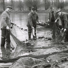 Fischer am Altrhein, Mitte des 20. Jh., Stadtarchiv Rastatt Vier Männer am Altrheinufer mit einem Fischernetz und Fischen im Hintergrund ein Boot
