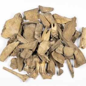 Tierknochen aus der Grabung Rötteln (Foto: Simon Trixl, LAD)